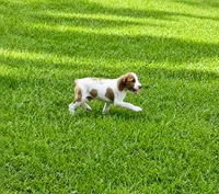 Luke, a male Brittany for sale in Lumberton, NC – 4 of 6