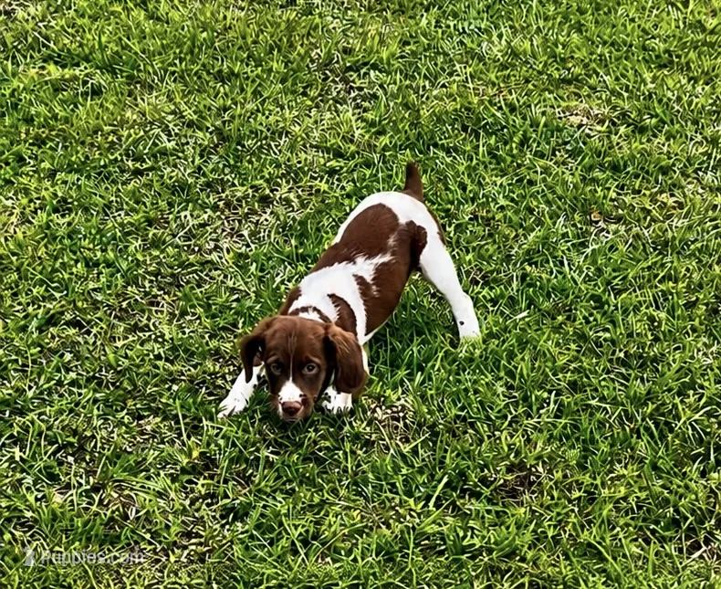 Theo – Brittany puppy for sale in Lumberton, NC