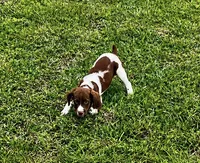 Theo, a male Brittany for sale in Lumberton, NC – 1 of 6
