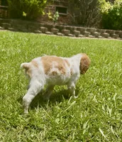 Missy, a female Brittany for sale in Lumberton, NC – 4 of 7