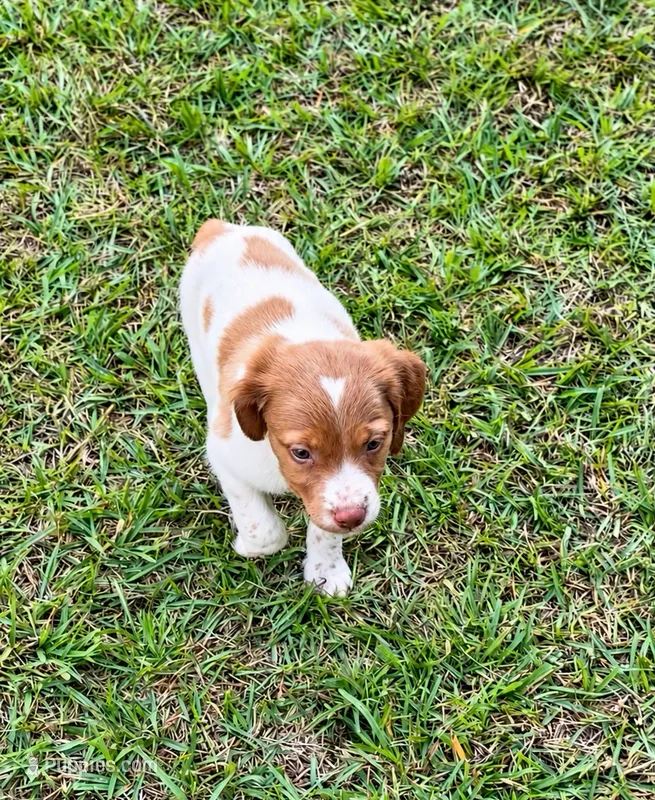 Bella – Brittany puppy for sale in Lumberton, NC