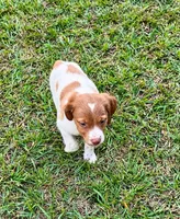 Bella, a male Brittany for sale in Lumberton, NC – 1 of 8