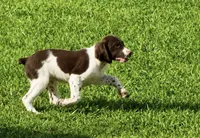 Hank, a male Brittany for sale in Lumberton, NC – 4 of 5