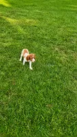 Jackson, a male Brittany for sale in Lumberton, NC – 6 of 9