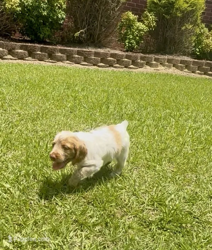 Maggie – Brittany puppy for sale in Lumberton, NC