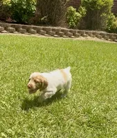 Maggie, a female Brittany for sale in Lumberton, NC – 1 of 8