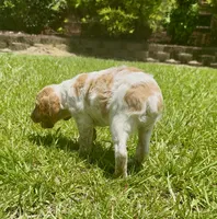 Missy, a female Brittany for sale in Lumberton, NC – 3 of 7