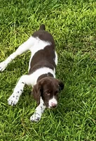 Hank, a male Brittany for sale in Lumberton, NC – 5 of 5