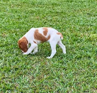 Bella, a male Brittany for sale in Lumberton, NC – 3 of 8