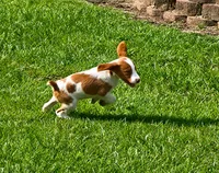Teela, a female Brittany for sale in Lumberton, NC – 4 of 9