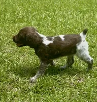 Macie, a female Brittany for sale in Lumberton, NC – 2 of 9