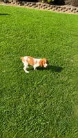 Jackson, a male Brittany for sale in Lumberton, NC – 3 of 9