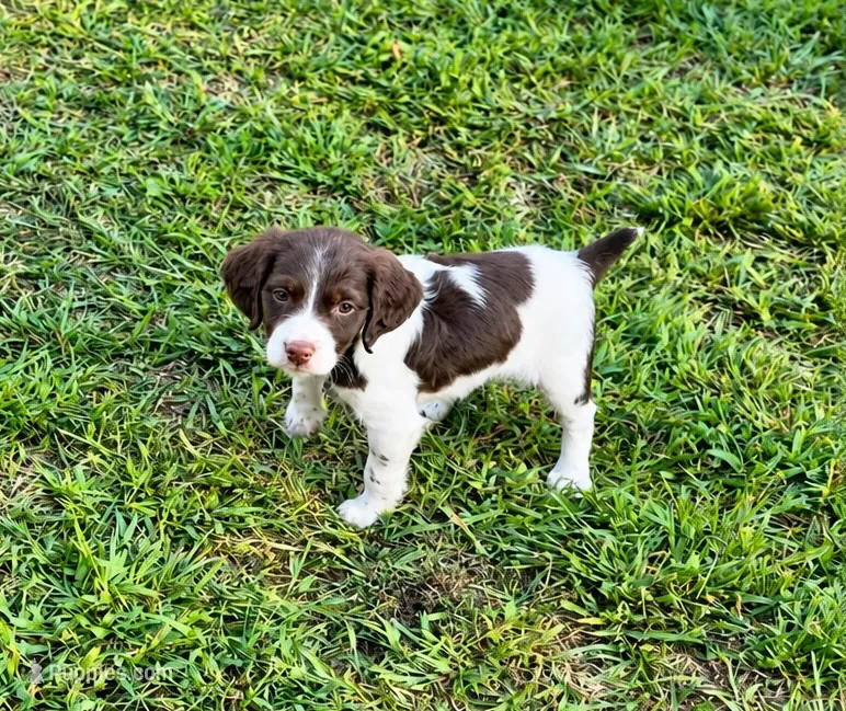 Trip – Brittany puppy for sale in Lumberton, NC