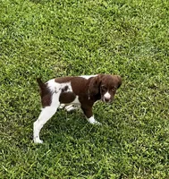 Theo, a male Brittany for sale in Lumberton, NC – 3 of 6