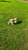 Jackson, a male Brittany for sale in Lumberton, NC – 2 of 9