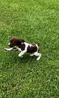 Theo, a male Brittany for sale in Lumberton, NC – 5 of 6