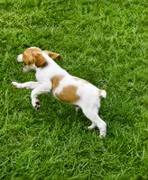 Luke, a male Brittany for sale in Lumberton, NC – 2 of 6