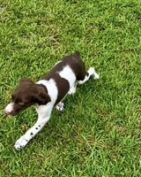 Hank, a male Brittany for sale in Lumberton, NC – 3 of 5