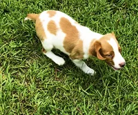 Teela, a female Brittany for sale in Lumberton, NC – 2 of 9