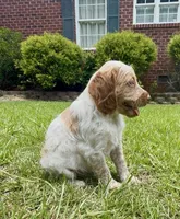 Maggie, a female Brittany for sale in Lumberton, NC – 6 of 8