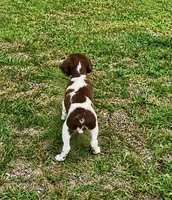 Theo, a male Brittany for sale in Lumberton, NC – 6 of 6