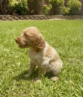 Misty, a female Brittany for sale in Lumberton, NC – 2 of 8