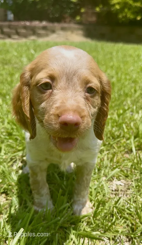 Missy – Brittany puppy for sale in Lumberton, NC