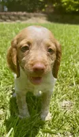 Missy, a female Brittany for sale in Lumberton, NC – 1 of 7