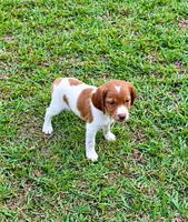 Bella, a male Brittany for sale in Lumberton, NC – 2 of 8