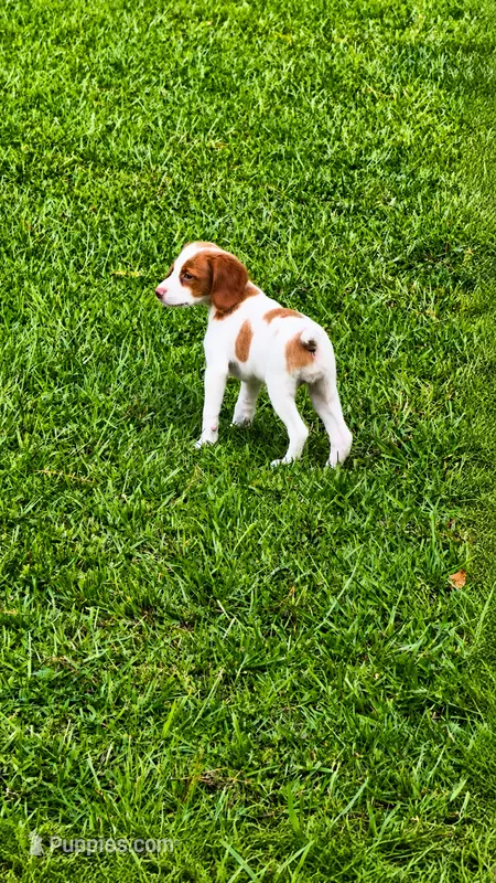 Callie – Brittany puppy for sale in Lumberton, NC
