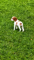 Callie, a female Brittany for sale in Lumberton, NC – 1 of 8