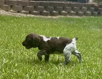 Macie, a female Brittany for sale in Lumberton, NC – 6 of 9