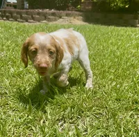 Missy, a female Brittany for sale in Lumberton, NC – 2 of 7