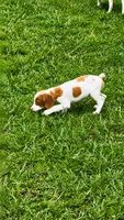 Callie, a female Brittany for sale in Lumberton, NC – 8 of 8
