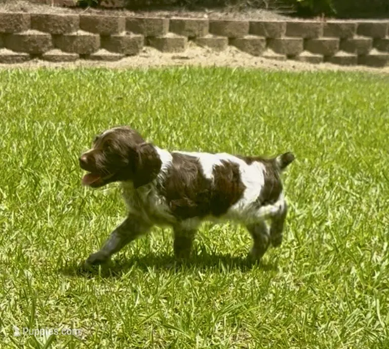 Macie – Brittany puppy for sale in Lumberton, NC