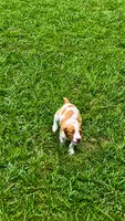 Teela, a female Brittany for sale in Lumberton, NC – 9 of 9