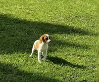 Tug, a male Brittany for sale in Lumberton, NC – 6 of 6