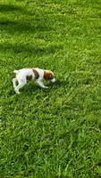 Callie, a female Brittany for sale in Lumberton, NC – 3 of 8