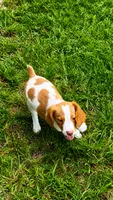 Teela, a female Brittany for sale in Lumberton, NC – 3 of 9
