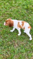 Bella, a male Brittany for sale in Lumberton, NC – 5 of 8
