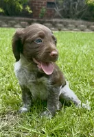 Macie, a female Brittany for sale in Lumberton, NC – 9 of 9