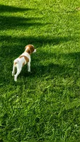 Callie, a female Brittany for sale in Lumberton, NC – 2 of 8