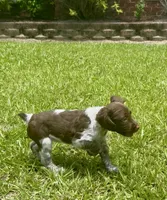 Macie, a female Brittany for sale in Lumberton, NC – 3 of 9