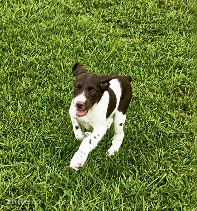 Hank – Brittany puppy for sale in Lumberton, NC