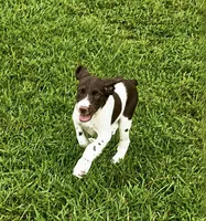 Hank, a male Brittany for sale in Lumberton, NC – 1 of 5