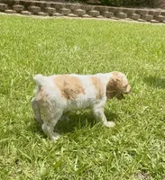Maggie, a female Brittany for sale in Lumberton, NC – 4 of 8
