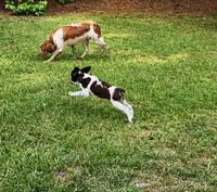 Theo, a male Brittany for sale in Lumberton, NC – 2 of 6