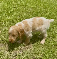 Misty, a female Brittany for sale in Lumberton, NC – 8 of 8
