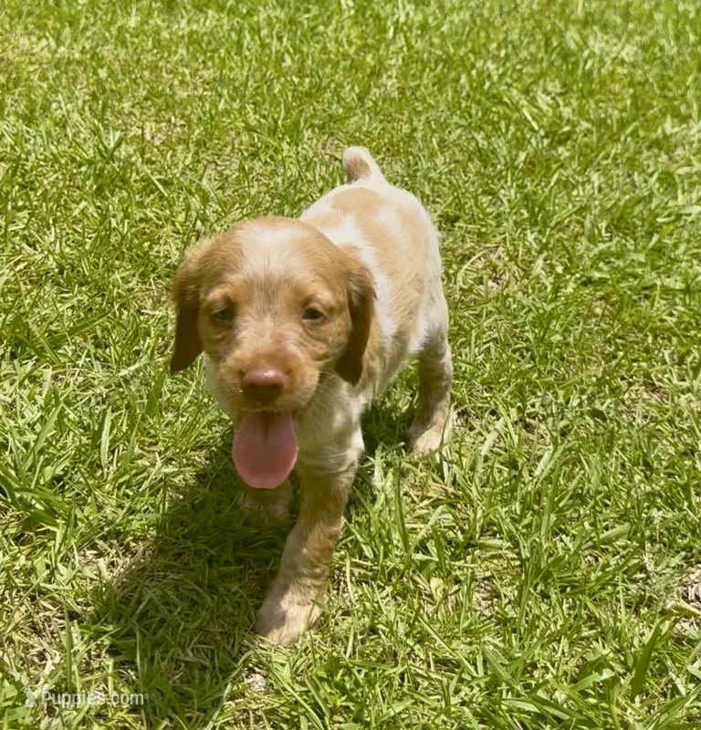Misty – Brittany puppy for sale in Lumberton, NC