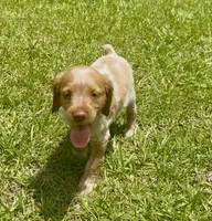 Misty, a female Brittany for sale in Lumberton, NC – 1 of 8